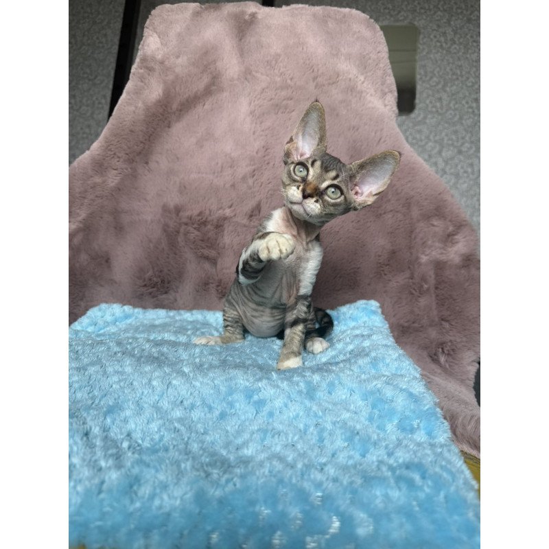 Devon Rex NOV Xenon