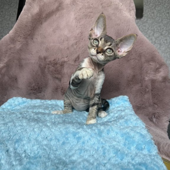 Devon Rex NOV Xenon