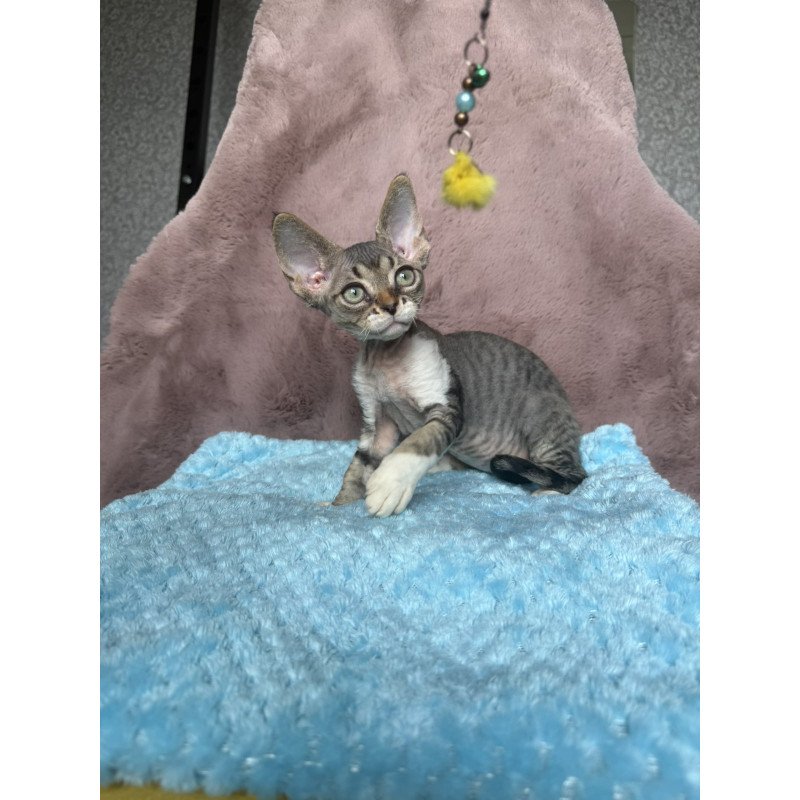 Devon Rex NOV Xenon