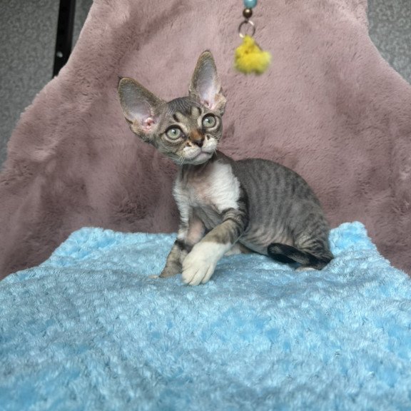 Devon Rex NOV Xenon