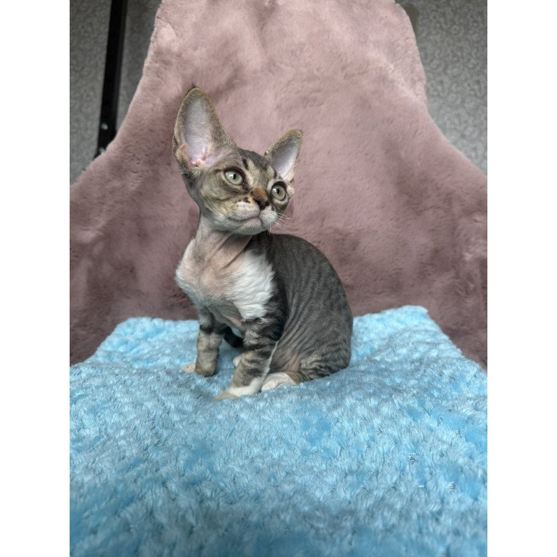 Devon Rex NOV Xenon