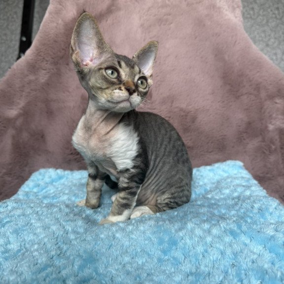 Devon Rex NOV Xenon