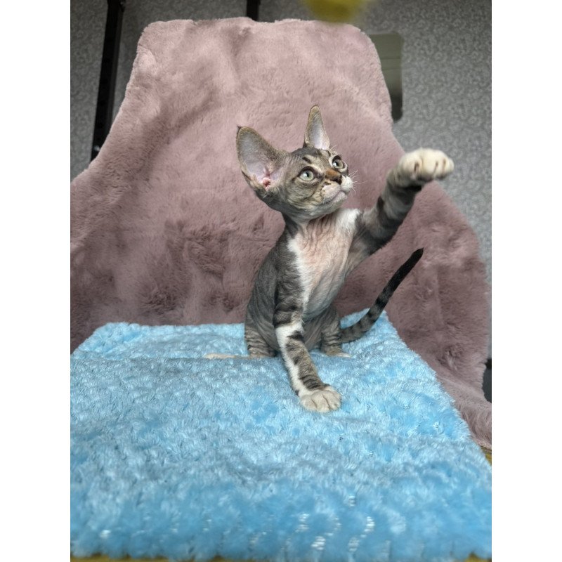 Devon Rex NOV Xenon