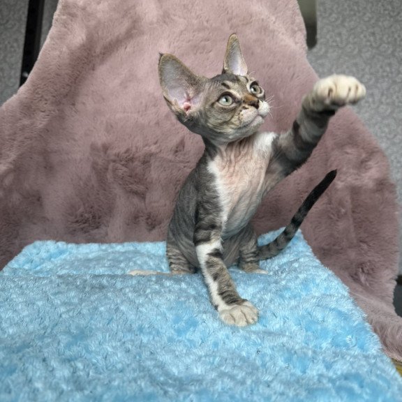 Devon Rex NOV Xenon