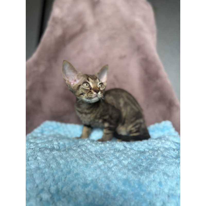 Devon Rex NOV Xiaomi