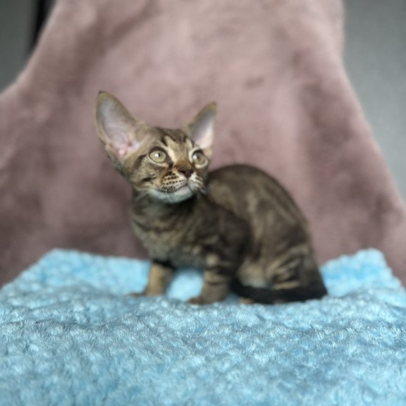 Devon Rex NOV Xiaomi
