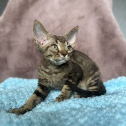 Devon Rex NOV Xiaomi