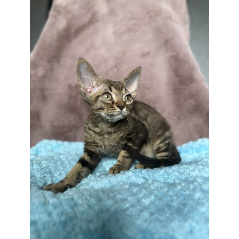 Devon Rex NOV Xiaomi