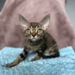 Devon Rex NOV Xiaomi