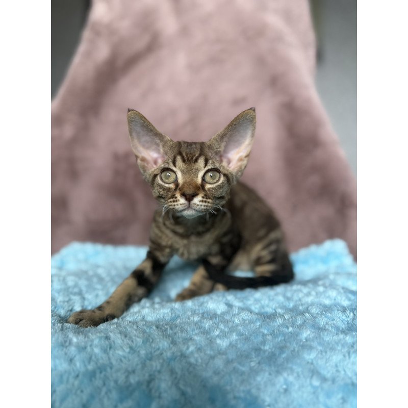 Devon Rex NOV Xiaomi