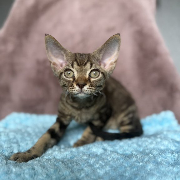 Devon Rex NOV Xiaomi