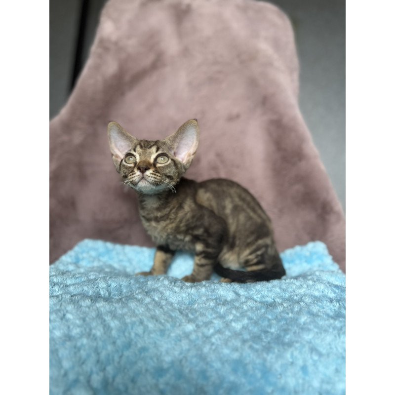 Devon Rex NOV Xiaomi