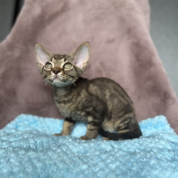 Devon Rex NOV Xiaomi