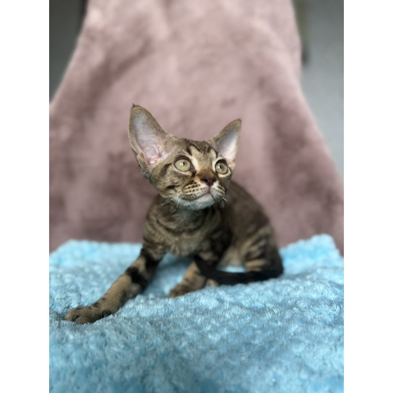 Devon Rex NOV Xiaomi