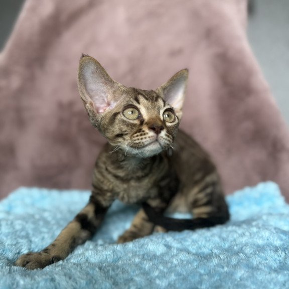 Devon Rex NOV Xiaomi