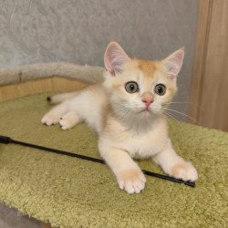 Scottish NOV Benedict