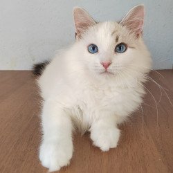 Siberian NOV Izium