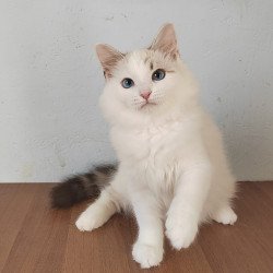 Siberian NOV Izium