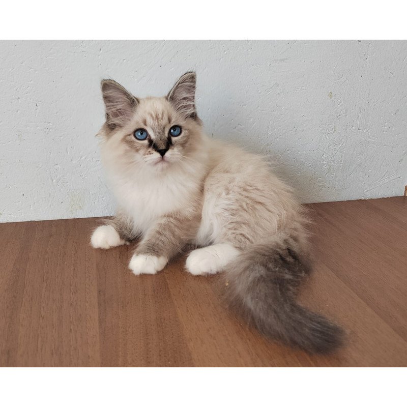 Siberian NOV Jora