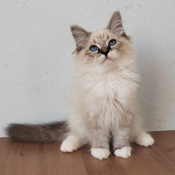 Siberian NOV Jora