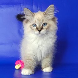 Siberian NOV Konan