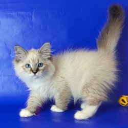 Siberian NOV Konan