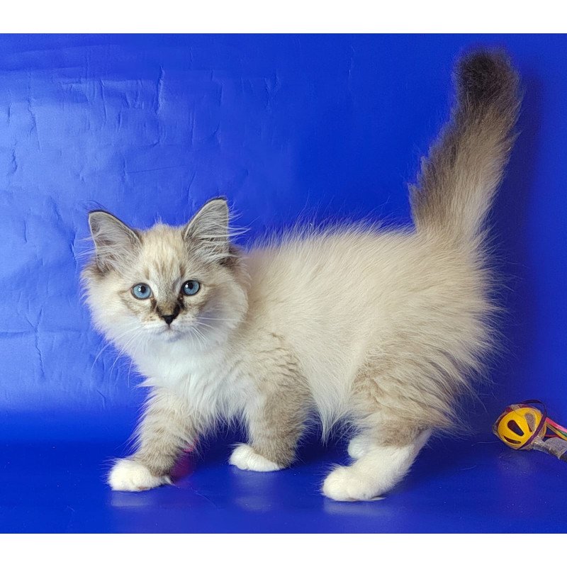 Siberian NOV Konan