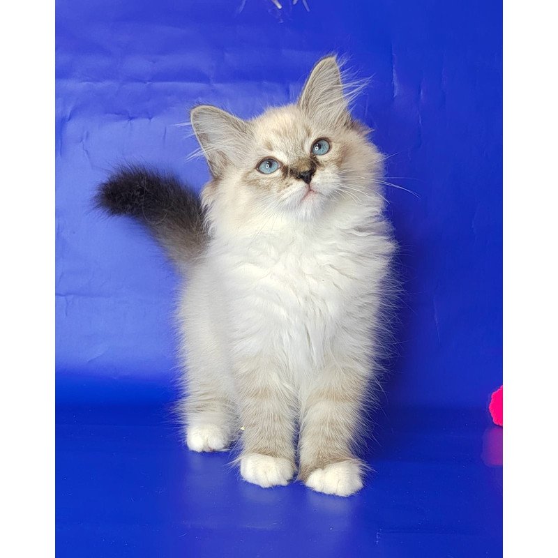 Siberian NOV Konan