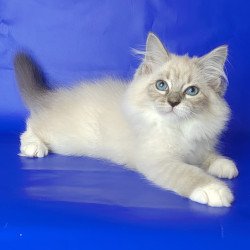Siberian NOV Kovboj