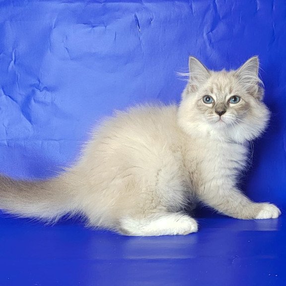 Siberian NOV Kovboj