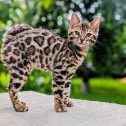 Bengal NOV Zara