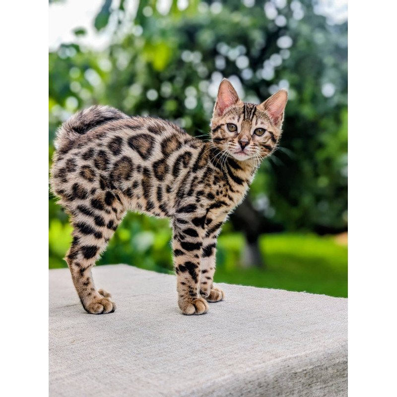 Bengal NOV Zara
