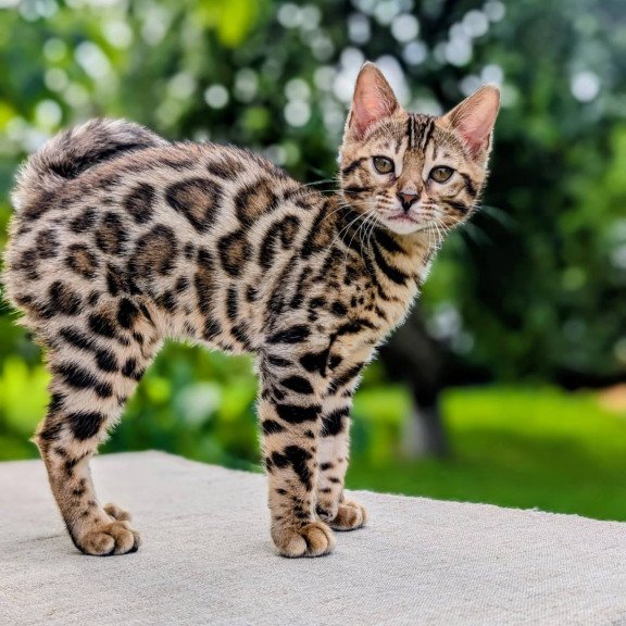 Bengal NOV Zara