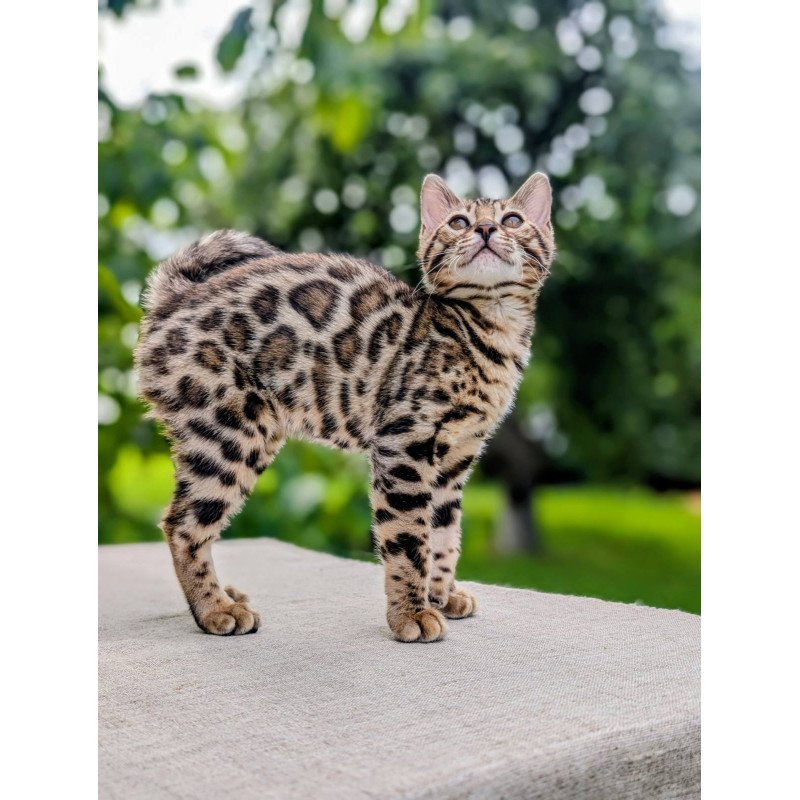 Bengal NOV Zara