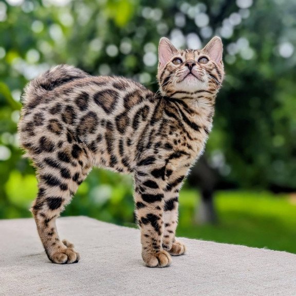 Bengal NOV Zara