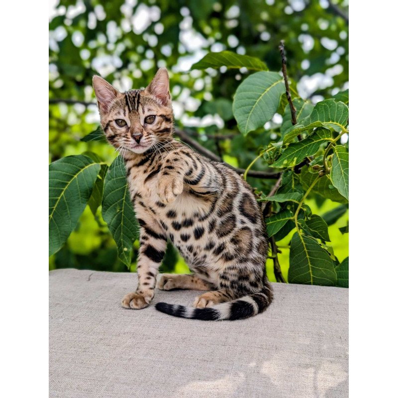 Bengal NOV Zara