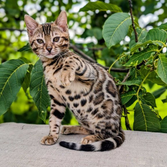 Bengal NOV Zara