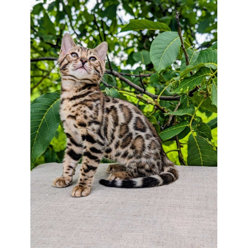 Bengal NOV Zara