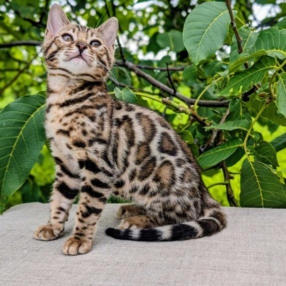 Bengal NOV Zara