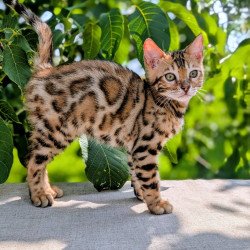 Bengal NOV Zeus