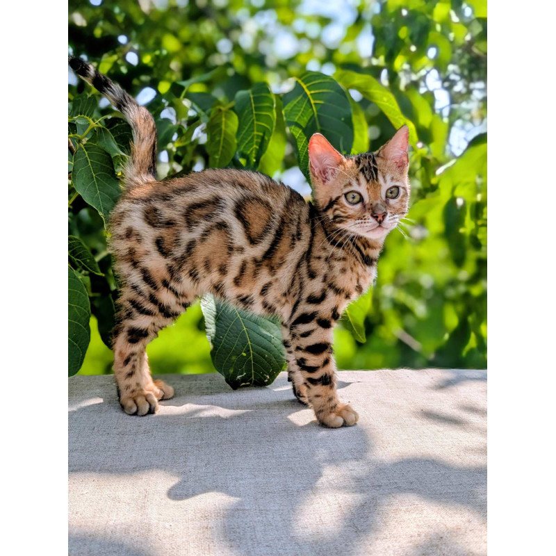 Bengal NOV Zeus