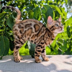 Bengal NOV Zeus