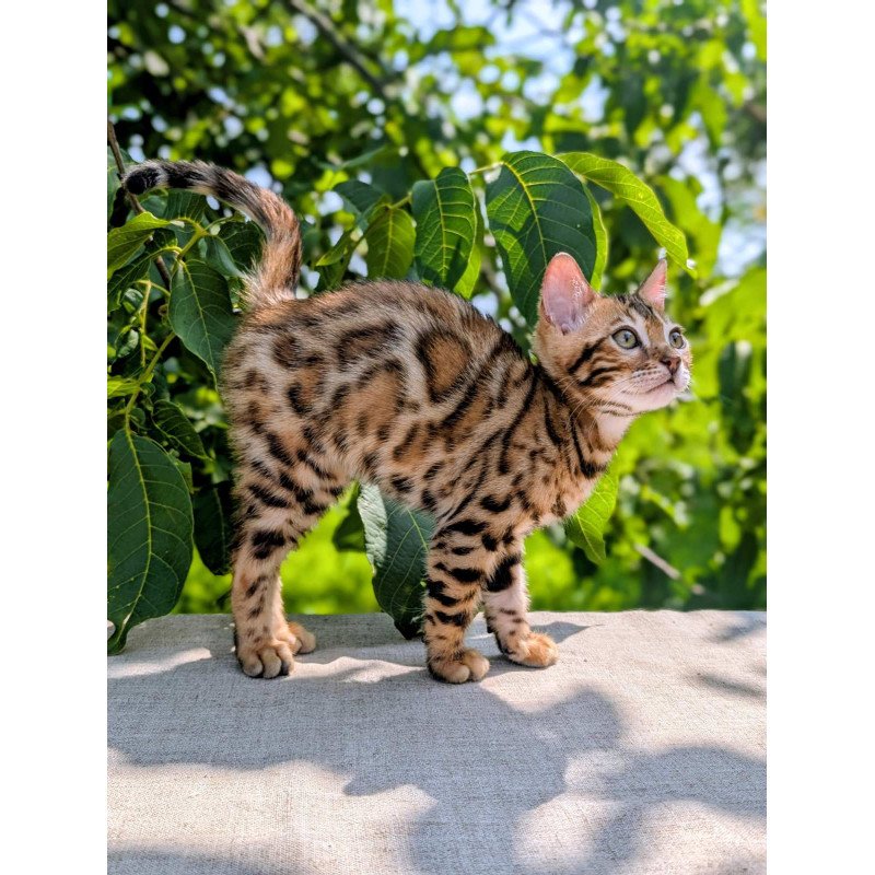 Bengal NOV Zeus