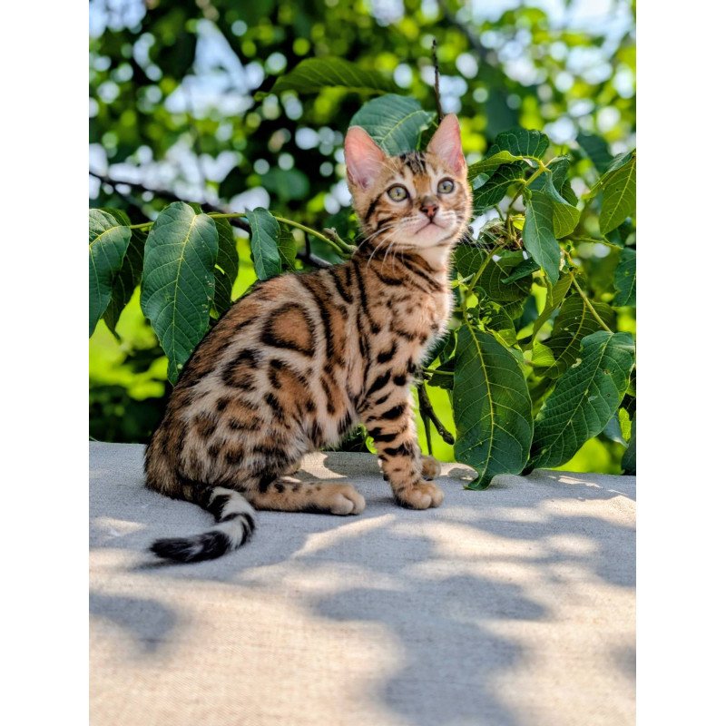 Bengal NOV Zeus