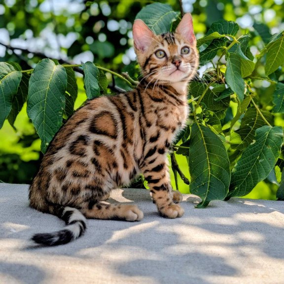 Bengal NOV Zeus