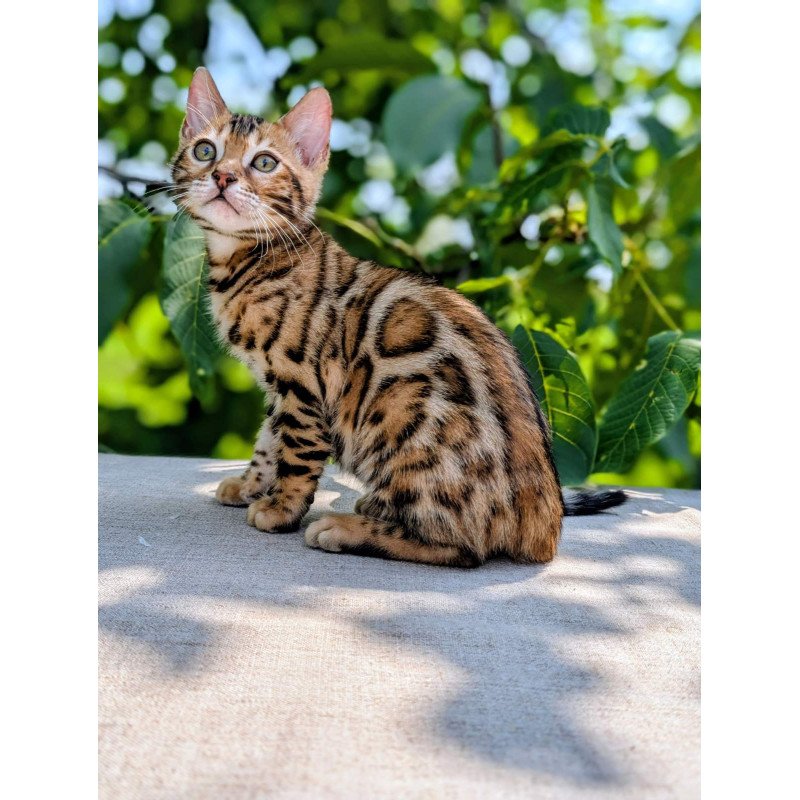 Bengal NOV Zeus