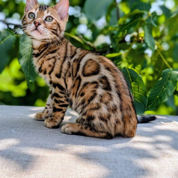Bengal NOV Zeus