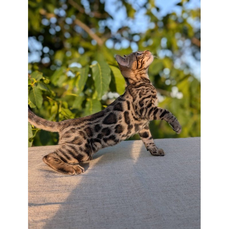 Bengal NOV Zlatan