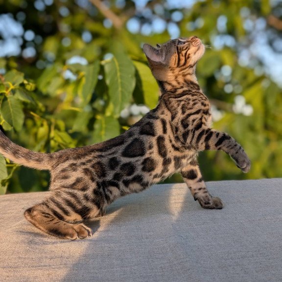 Bengal NOV Zlatan