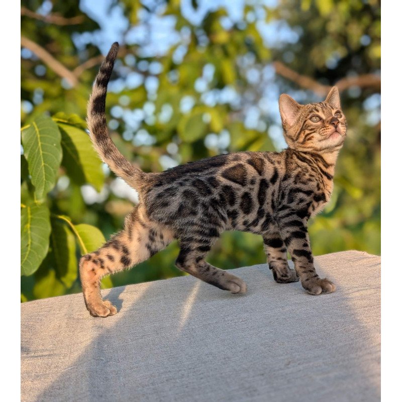 Bengal NOV Zlatan